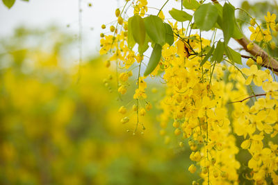 Close-up of fresh yellow flowering plants