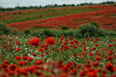 Close-up of red berries on field