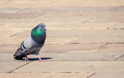 Close-up of pigeon perching on a land