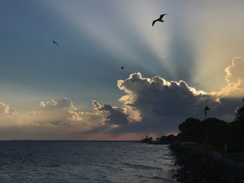 Silhouette of birds flying over sea against sky