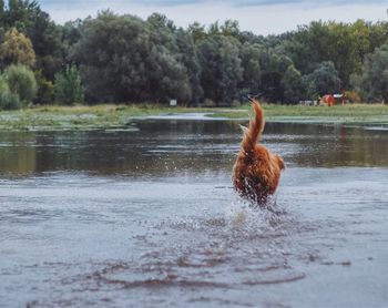 Swan swimming on lake