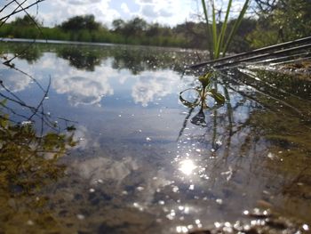 Reflection of trees in water