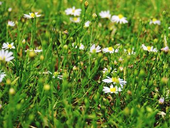 Close-up of flowers growing in field