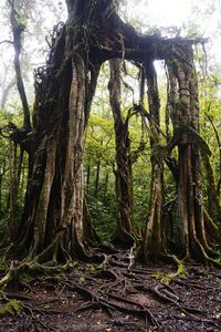 Trees in forest