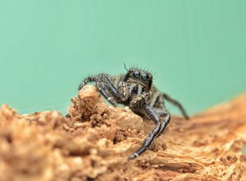 Close-up of spider