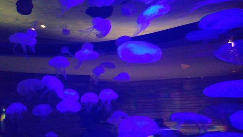 Close-up of jellyfish swimming in aquarium