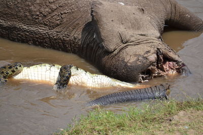 View of elephant in water