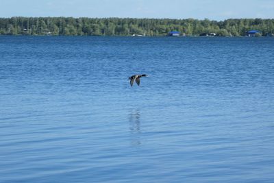Ducks swimming in sea
