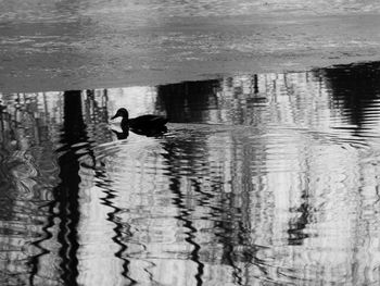 Bird swimming in lake
