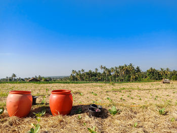 Tobacco plants in rice field with beautiful view of mount rinjani