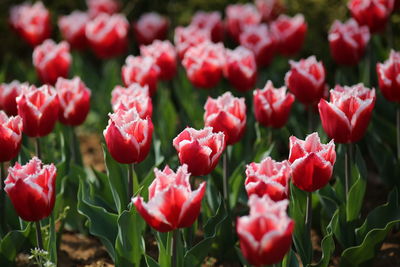 Close-up of red tulips in field