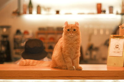 Portrait of cat sitting on table