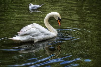 Swan floating on lake