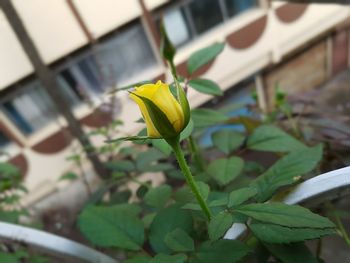 Close-up of yellow flower