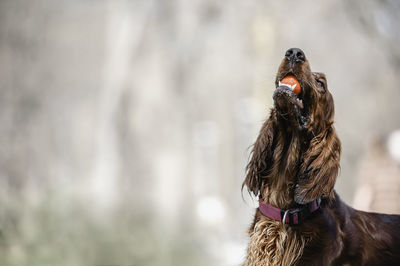 Close-up of a dog looking away