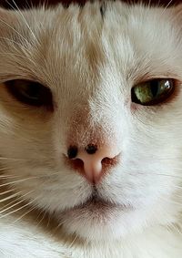 Close-up of cat