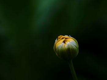 Close-up of bud