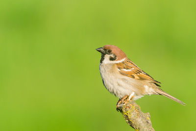 Close-up of bird perching on a plant