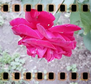 Close-up of pink flowers