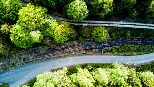 High angle view of plants and trees in forest