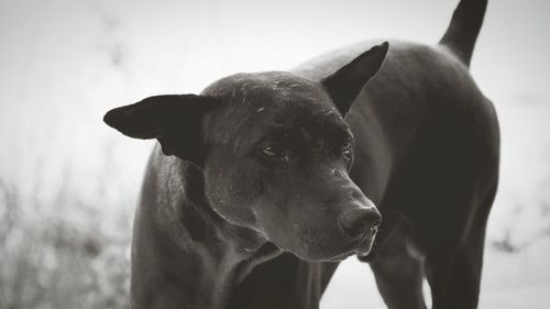 Close-up of dog against sky