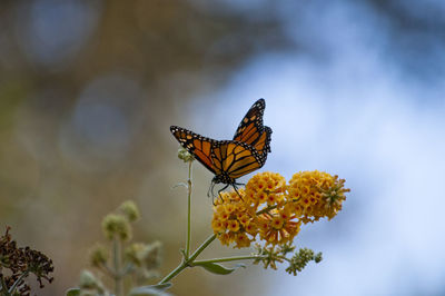 Close-up of butterfly perching on plant