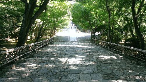 Footpath amidst trees