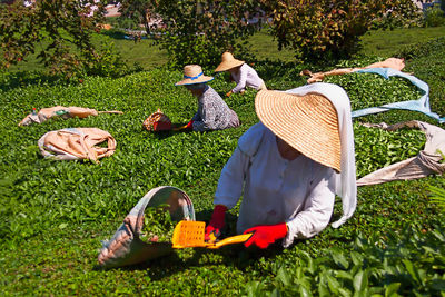 Farmers harvesting tea crops in field on sunny day