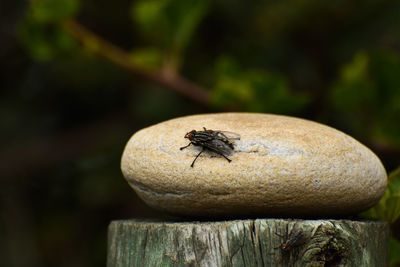 Close-up of fly on wood