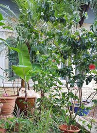 Close-up of lizard on tree at greenhouse