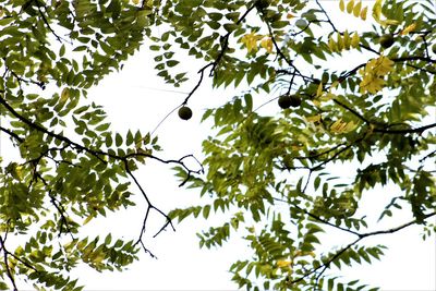 Low angle view of tree against sky