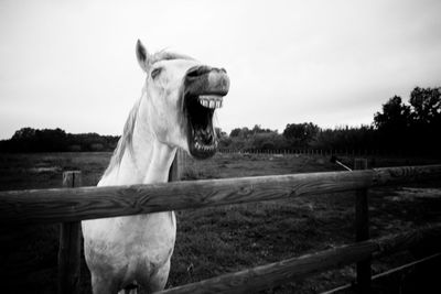 Close-up of horse on field