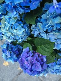 High angle view of purple hydrangea blue flower