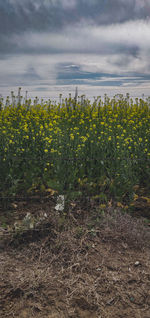 Plants growing on field against sky