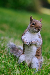 Squirrel on a field