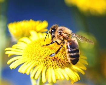 Close-up of bee pollinating on flower