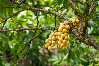 Close-up of fruits on tree