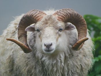 Close-up portrait of sheep