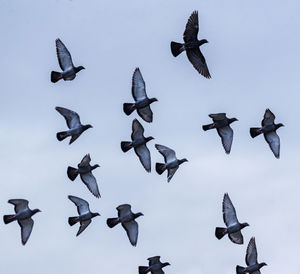 Low angle view of birds flying