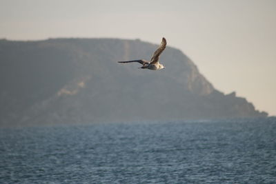 Seagull flying over sea against sky