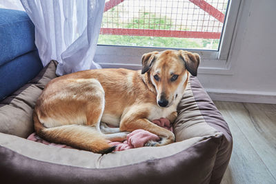 Cute red dog with sad eyes lies in its place on dog bed