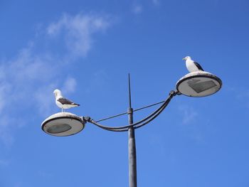 Low angle view of seagull perching on roof against blue sky