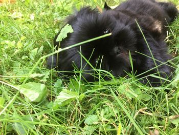 Close-up of black cat on grass