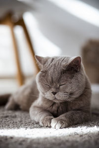 Close-up of cat sleeping at home