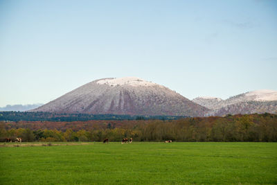 Scenic view of field against clear sky