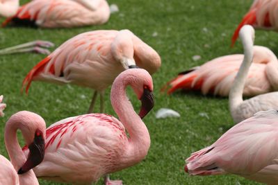 Flamingoes on field