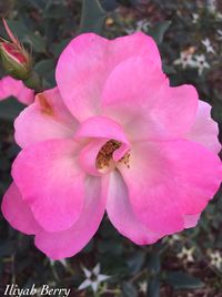 Close-up of bee on pink flower