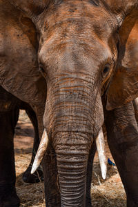 Close-up of elephant