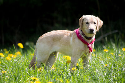 Portrait of a dog on field