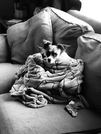 Dog sleeping on sofa